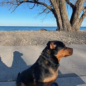 Meet your Posher, Dolly